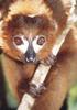 Red-bellied Lemur (Eulemur rubriventer) - Wiki
