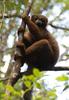 Red-bellied Lemur (Eulemur rubriventer)