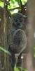 White-footed Sportive Lemur (Lepilemur leucopus) - Wiki