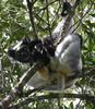 Indri (Indri indri) - Wiki
