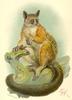 Bioko Allen's Bushbaby (Galago alleni) - Wiki