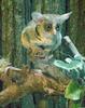 Lesser Bushbaby (Genus: Galago) - Wiki