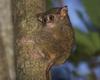 Spectral Tarsier (Tarsius tarsier)