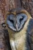 Ashy-faced Owl (Tyto glaucops) - Wiki