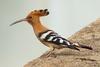 Hoopoe (Upupa epops) - Wiki