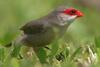 Common Waxbill (Estrilda astrild) - Wiki