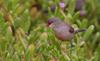 Common Waxbill (Estrilda astrild) - Canary Islands