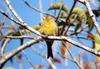 Island Canary (Serinus canaria) - Wiki