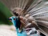 Blue-breasted Cordon-bleu (Uraeginthus angolensis) - Wiki