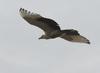 Palm-nut Vulture (Gypohierax angolensis) - Wiki