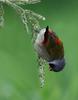 Swee Waxbill (Estrilda melanotis) - Wiki