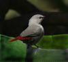 Estrilda caerulescens / Lavender Waxbill