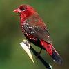 Red Munia (Amandava amandava) - Wiki