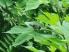 Black-crowned Waxbill (Estrilda nonnula) - Wiki