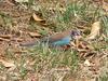 Red-cheeked Cordon-bleu (Uraeginthus bengalus) - Wiki