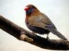 Purple Grenadier (Uraeginthus ianthinogaster) - Wiki