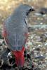 Red-winged Pytilia (Pytilia phoenicoptera) - Wiki