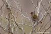Green-winged Pytilia (Melba Finch)