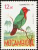 Lesser Seedcracker (Pyrenestes minor) - Wiki