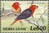 Black-bellied Seedcracker (Pyrenestes ostrinus) - Wiki