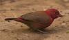 Red-billed Firefinch (Lagonosticta senegala) - Wiki