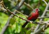 African Firefinch (Lagonosticta rubricata) - Wiki