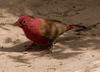 Red-Billed Firefinch (Lagonosticta senegala)