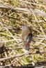 Jameson's Firefinch (Lagonosticta rhodopareia) - Wiki