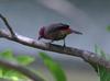 Bar-breasted Firefinch (Lagonosticta rufopicta) - Wiki