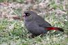 Beautiful Firetail (Stagonopleura bella) - Wiki