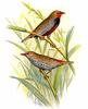 Painted Firetail (Emblema pictum) - Wiki