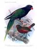 Mountain Firetail (Oreostruthus fuliginosus) - Wiki