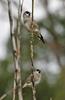 Plum-headed Finch (Neochmia modesta) - Wiki