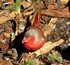 Crimson Finch (Neochmia phaeton)