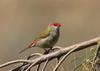 Red-browed Finch (Neochmia temporalis)