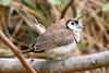 Double-barred Finch (Taeniopygia bichenovii) - Wiki