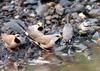 Long-tailed Finch (Poephila acuticauda) - Wiki