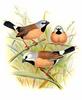 Black-throated Finch (Poephila cincta) - Wiki