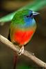 Pin-tailed Parrotfinch (Erythrura prasina) - Wiki