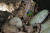 Blue-faced Parrotfinch (Erythrura trichroa) - Wiki