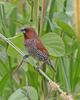 Genus: Lonchura (Munias, Mannikins and Silverbills) - Wiki