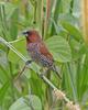 Genus: Lonchura (Munias, Mannikins and Silverbills) - Wiki