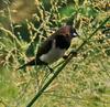 Javan Munia (Lonchura leucogastroides) - Wiki