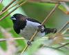 Javan Munia (Lonchura leucogastroides)