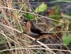 White-rumped Mannikin (Lonchura striata)