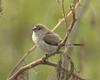 Indian Silverbill (Lonchura malabarica) - Wiki