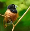 Black-headed Munia (Lonchura atricapilla) - Wiki