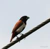 Tricoloured Munia (Lonchura malacca) - Wiki