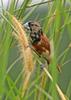 Tricoloured Munia (Lonchura malacca) - moulting