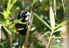 Chestnut Munia (Lonchura atricapilla) - Black-headed Munia